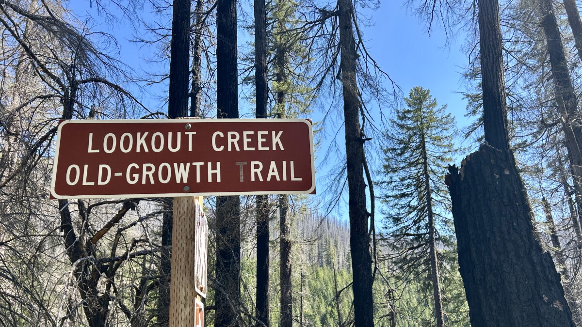 The Lookout Fire altered a forest completely, but it didn't change